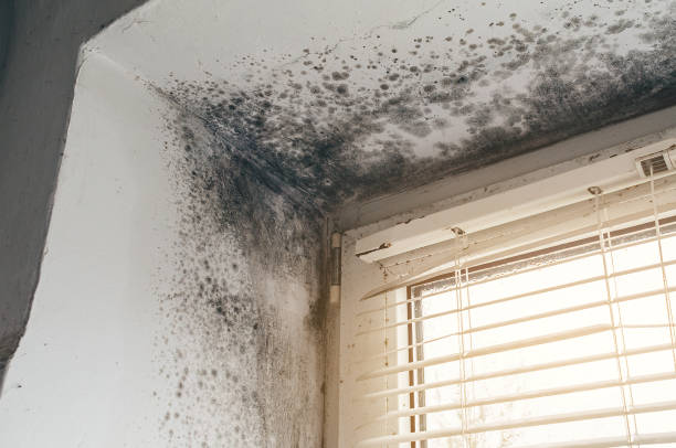 Affordable Mold Removal solutions in Rhodelia, KY
